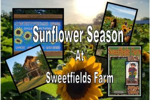 Sweetfields Farm Sunflower.jpg