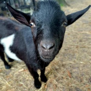 Goat.jpg
