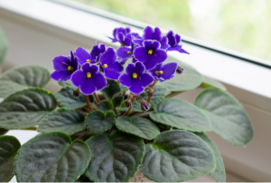 African Violets.png