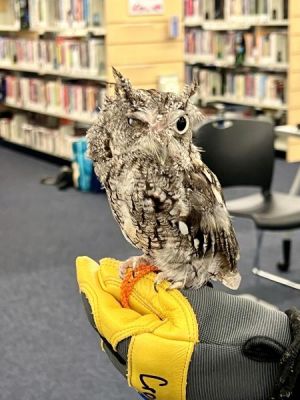 Owls Nest.jpg