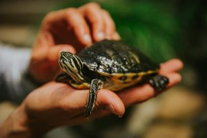 pexels-patricia-beliga-510305382-17772831-scaled.jpg
