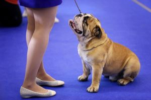 akc-dog-show.jpg