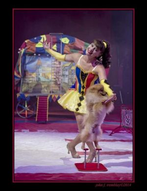 circus_dogs.jpg