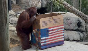 Bornean Orangutan Enrichment Horizontal 2.jpg