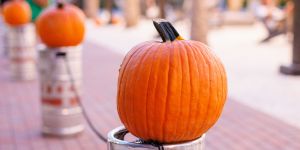 Pumpkin Patch & Fun Fall Fest