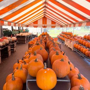 Bearss Grove Pumpkin Patch