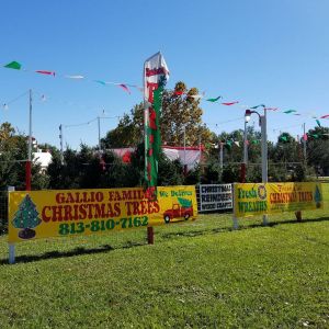 Gallio Family Christmas Trees