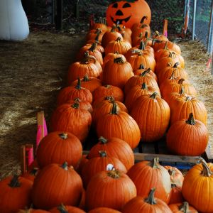 Dave’s Christmas Tree Lot Pumpkin Patch