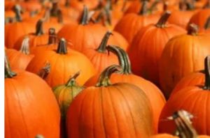 Harvester UMC Pumpkin Patch