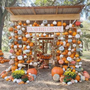 Fox Squirrel Corn Maze