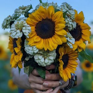 Sweetfields Farm Sunflower Season