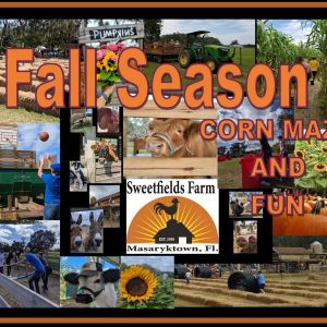 Sweetfields Farm Fall Festival, Corn Maze and Pumpkin Patch