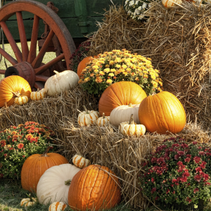 Raprager’s Fall Pumpkin Festival and Haunted Farm