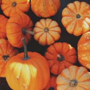 Land O'Lakes Recreation Complex Rec-Tober Fest